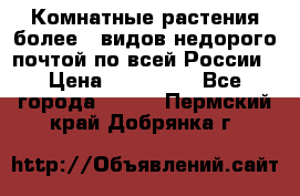 Комнатные растения более200видов недорого почтой по всей России › Цена ­ 100-500 - Все города  »    . Пермский край,Добрянка г.